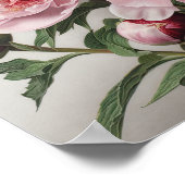 Roze Pioenen Bloem Art Print Poster (Hoek)