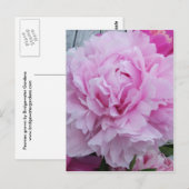 Roze pioenen / pioen Briefkaart (Voorkant / Achterkant)