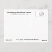 Roze pioenen / pioen Briefkaart (Achterkant)