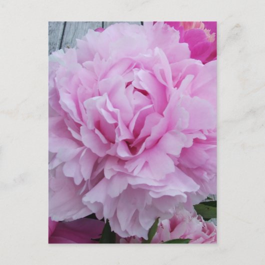 Roze pioenen / pioen Briefkaart (Voorkant)