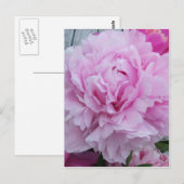 Roze pioenen / pioen Briefkaart (Voorkant / Achterkant)