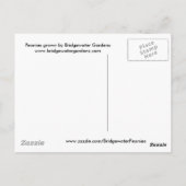 Roze pioenen / roze pioen Briefkaart (Achterkant)