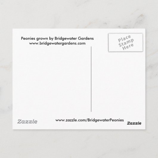 Roze pioenen / roze pioen Briefkaart (Achterkant)