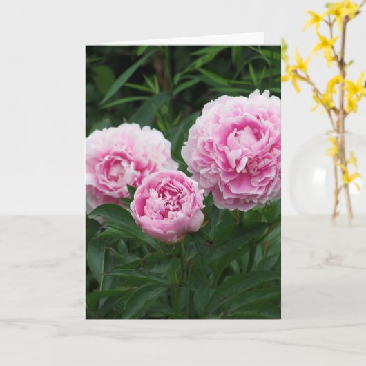 Roze Pioenen, Verjaardag Kaart (Gele Bloem)