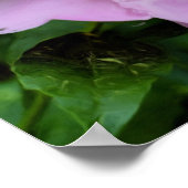 Roze pioenroos bloem foto olie schilderij poster (Hoek)