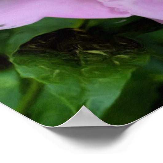 Roze pioenroos bloem foto olie schilderij poster (Hoek)