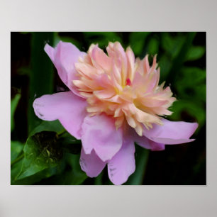 Roze pioenroos bloem foto olie schilderij poster