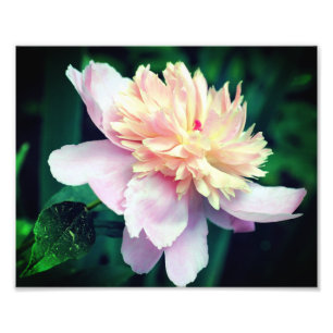 Roze pioenroos bloem in bloei close-up 8x10 foto afdruk