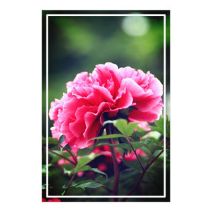 Roze pioenroos bloem in de tuin-33333 foto afdruk