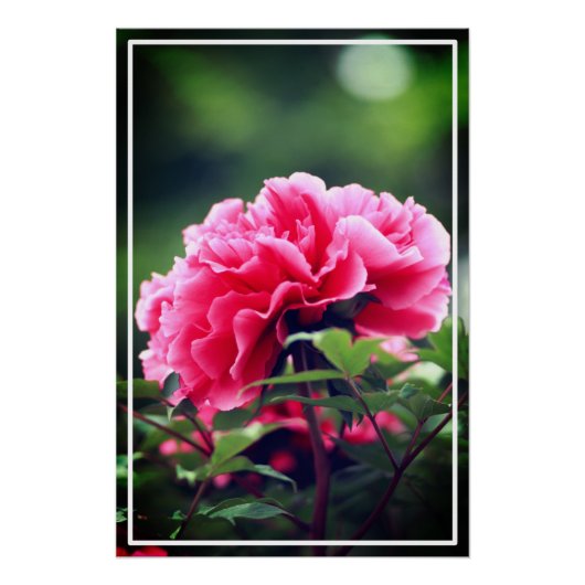 Roze pioenroos bloem in de tuin-33333 perfect poster (Voorkant)