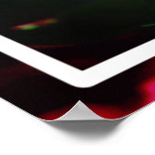 Roze pioenroos bloem in de tuin-33333 poster (Hoek)