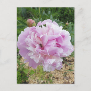 Roze Pioenroos en Honingbij Briefkaart