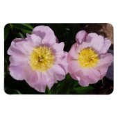 Roze Pioenrozen Magneet (Horizontaal)