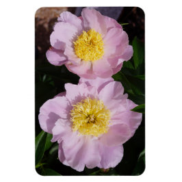 Roze Pioenrozen Magneet