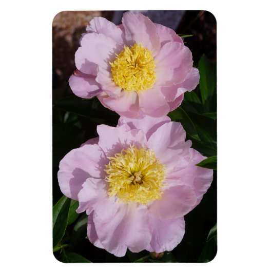 Roze Pioenrozen Magneet (Verticaal)