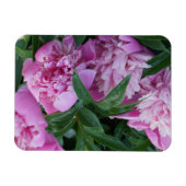 Roze Pioenrozen Magneet (Horizontaal)