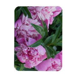Roze Pioenrozen Magneet