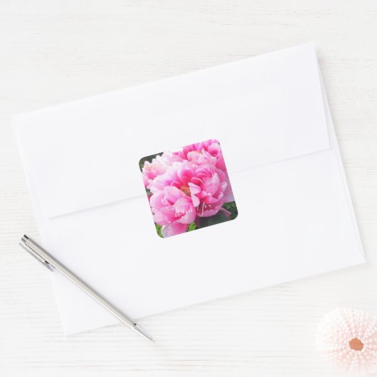 Roze Pioenrozen Vierkante Sticker (Envelop)