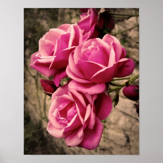 Roze Pirouette-Rozen Poster (Voorkant)