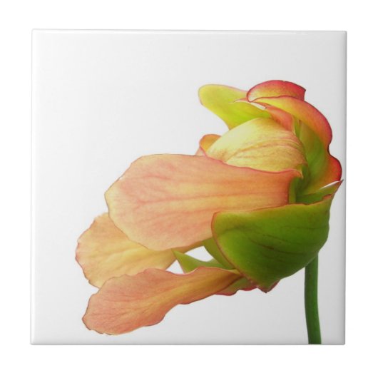 Roze Pitcher Plant Bloem Tegeltje (Voorkant)