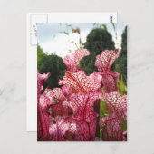 Roze Pitcher-Plant Briefkaart (Voorkant / Achterkant)
