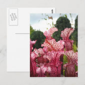 Roze Pitcher-Plant Briefkaart (Voorkant / Achterkant)