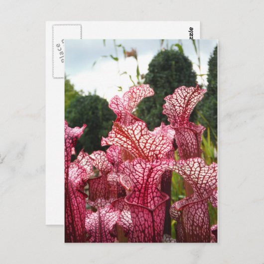 Roze Pitcher-Plant Briefkaart (Voorkant / Achterkant)