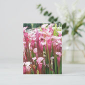 Roze pitcher Plant; Roze bloemen Briefkaart (Staand voorkant)