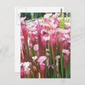 Roze pitcher Plant; Roze bloemen Briefkaart (Voorkant / Achterkant)