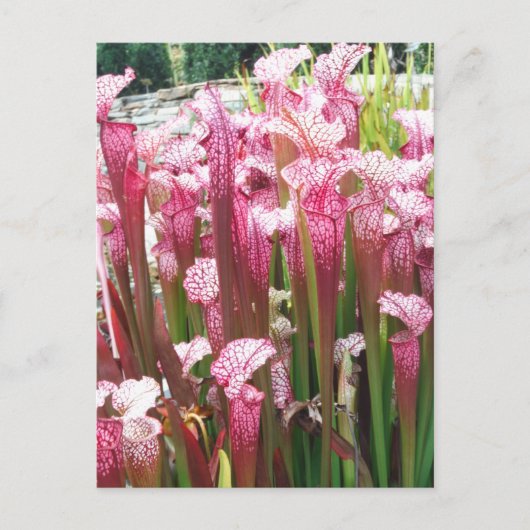 Roze pitcher Plant; Roze bloemen Briefkaart (Voorkant)
