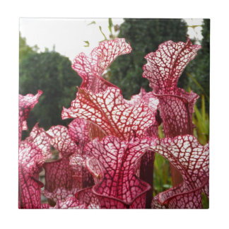 Roze Pitcher-Plant Tegeltje