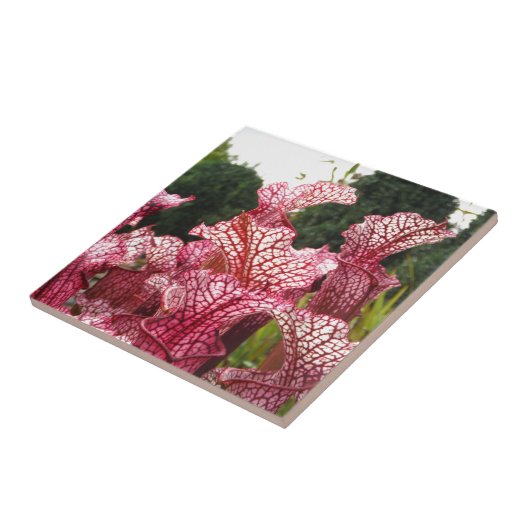 Roze Pitcher-Plant Tegeltje (Zijkant)