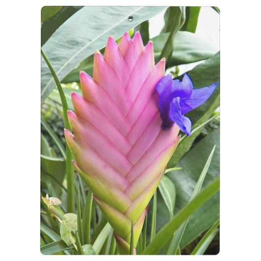 Roze Plant van tropische kieuwen Klembord (Achterkant)