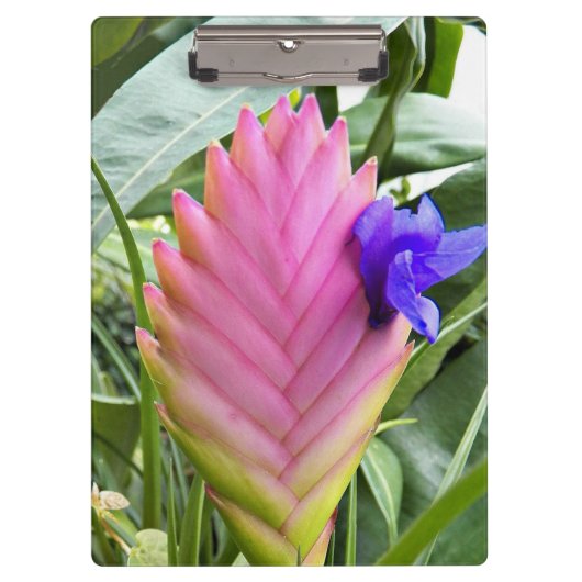 Roze Plant van tropische kieuwen Klembord (Voorkant)