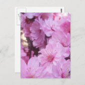 Roze platte bloesems briefkaart (Voorkant / Achterkant)