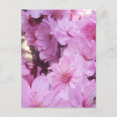 Roze platte bloesems briefkaart (Voorkant)