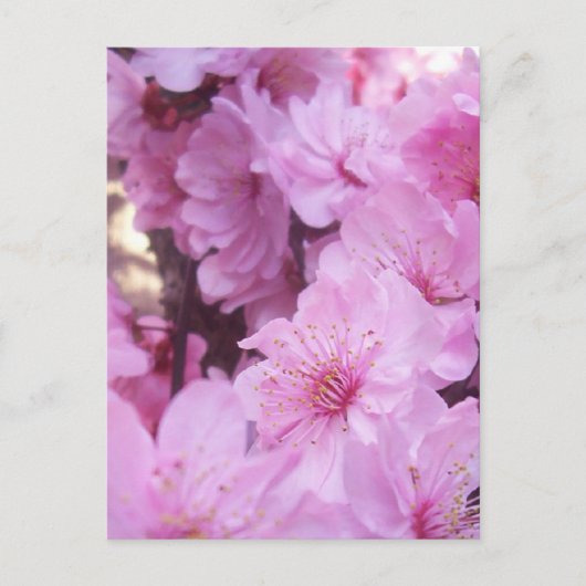 Roze platte bloesems briefkaart (Voorkant)