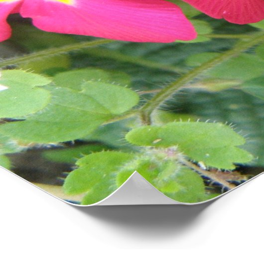 Roze Ployanthus Print (Hoek)