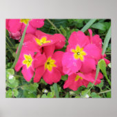 Roze Ployanthus Print (Voorkant)