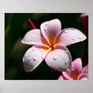 Roze Plumeria Art Print