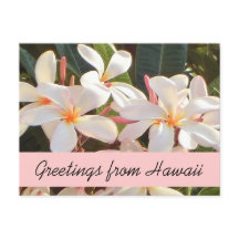 Roze plumeria bloem Hawaii groetjes briefkaart