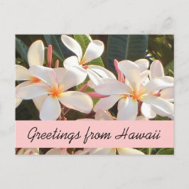 Roze plumeria bloem Hawaii groetjes briefkaart
