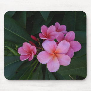 Roze Plumeria Bloemen Afbeeldingen Muismat