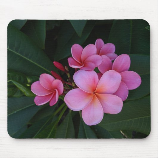 Roze Plumeria Bloemen Afbeeldingen Muismat (Voorkant)
