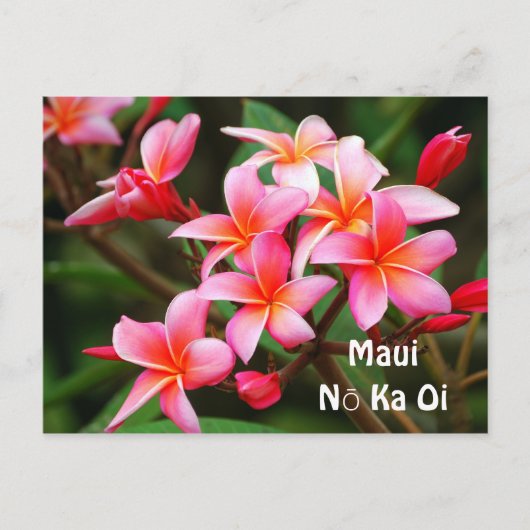 Roze Plumeria Bloemen, Ka Oi van Maui Nō Briefkaart (Voorkant)