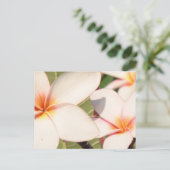 Roze Plumeria Bloesems Briefkaart (Staand voorkant)