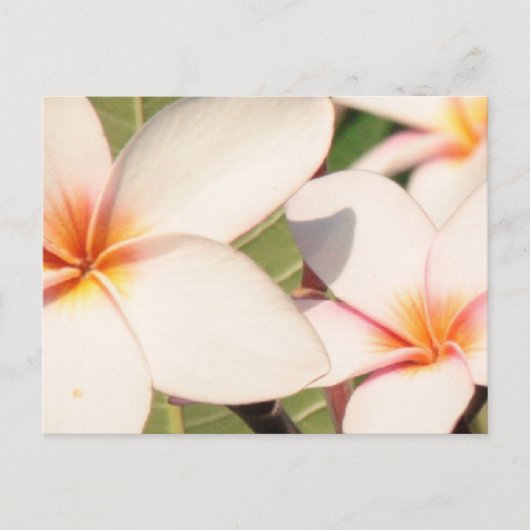 Roze Plumeria Bloesems Briefkaart (Voorkant)