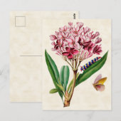 Roze Plumeria  Botanisch Briefkaart (Voorkant / Achterkant)