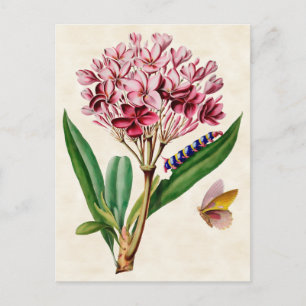 Roze Plumeria  Botanisch Briefkaart