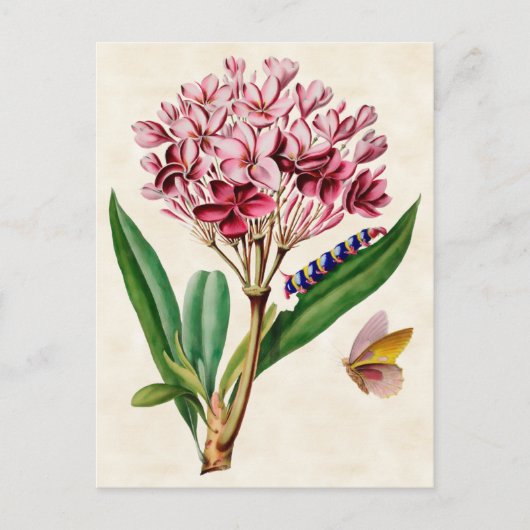 Roze Plumeria  Botanisch Briefkaart (Voorkant)